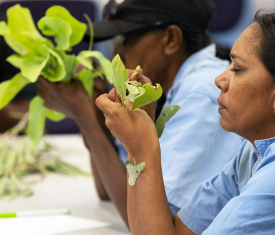 agriculture, skill, study, tafe, learn